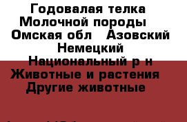 Годовалая телка. Молочной породы. - Омская обл., Азовский Немецкий Национальный р-н Животные и растения » Другие животные   